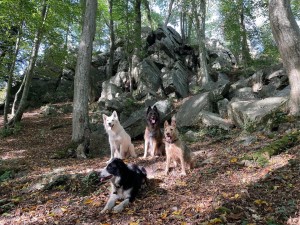 Photo de galerie - Garde animaux