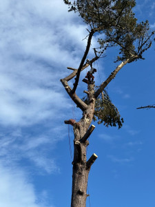 Photo de galerie - Démontage d'un pin représentant un risque pour la maison se trouvant en dessous. 
Broyage des branches et rangement du bois