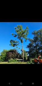 Photo de galerie - Demontage d'un peuplier
