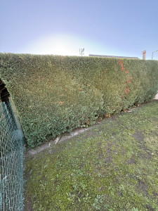 Photo de galerie - Taille de haie 