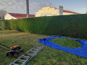 Photo de galerie - Je fais tout ce qui est taille de haie taille de herbe paysagiste élagage