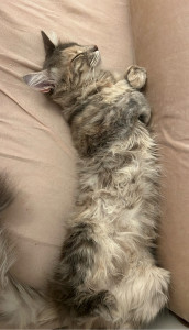 Photo de galerie - Garde animaux 