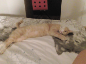 Photo de galerie - Je crois qu'il est a l'aise... Pas sur mais je pense ;)