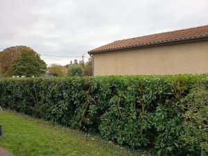Photo de galerie - Taille de haie de lauriers. APRÈS 