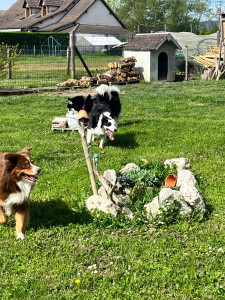 Photo de galerie - Avril 2026 - garde de Moka, Uma et Aïdi