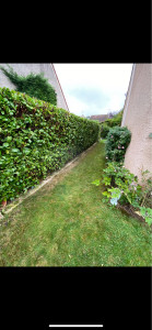 Photo de galerie - Taille de haies et d'arbustes