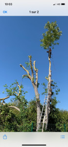 Photo de galerie - Elagage de restructuration 
