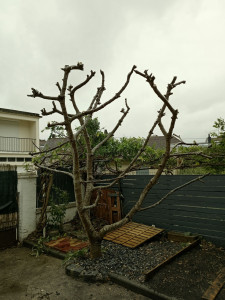Photo de galerie - Taille d'arbres fruitiers - figuier