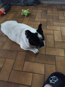 Photo de galerie - Pet sitter