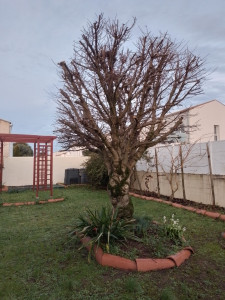 Photo de galerie - Taille d'un érable sycomore.