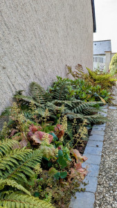 Photo de galerie - Massif ombre