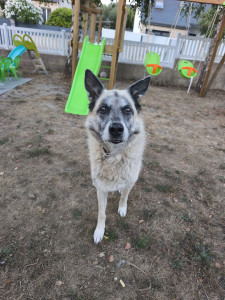 Photo de galerie - Garde chien
