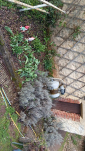 Photo de galerie - Désherbage 