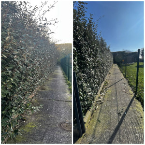 Photo de galerie - Taille de haies et d'arbustes