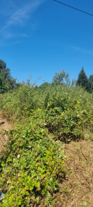 Photo de galerie - Tonte de pelouse - Débroussaillage