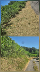 Photo de galerie - Débroussaillage 