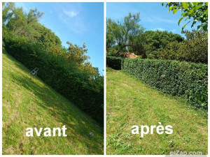 Photo de galerie - Taille d'une grosse haie . 
avant et après 