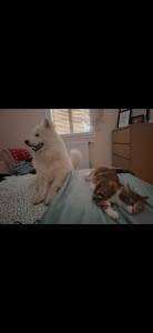 Photo de galerie - Garde chat
