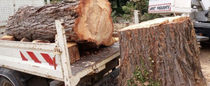 Photo de galerie - Abatage et évacuation 