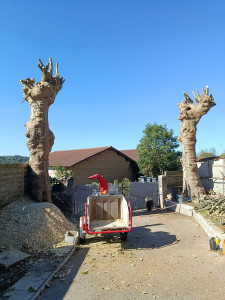 Photo de galerie - Elagage et coupe d'arbres