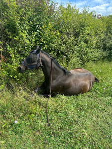 Photo de galerie - Je monte à cheval depuis 15 ans et suis propriétaire depuis 2 ans.