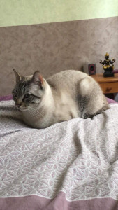 Photo de galerie - Garde d’un chat chez sa maman avec photos quotidienne 