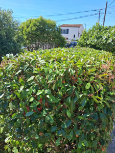 Photo de galerie - Taille haie photinia 

