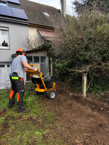 Photo de galerie - Élimination d’une haie de lonicera avec une rogneuse 