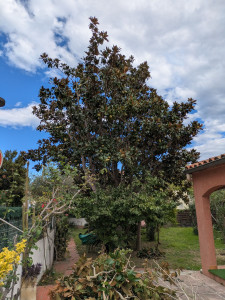 Photo de galerie - Elagage et coupe d'arbres