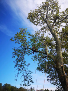 Photo de galerie - Abattage par démontage d'un gros chêne proche d'une maison 