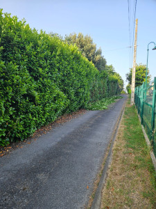 Photo de galerie - Rabattement d'une haie 