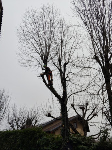 Photo de galerie - Démontage d'un merisier.