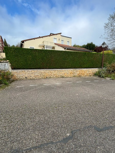 Photo de galerie - Taille d’une haie de cyprès 