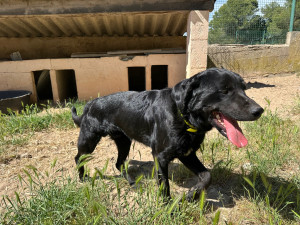 Photo de galerie - Garde d’un chien