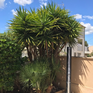 Photo de galerie - Taille d un palmier yucca 