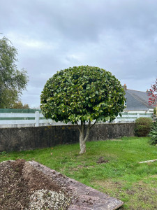 Photo de galerie - Taille d’un camélia 