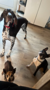 Photo de galerie - Ma chienne avec 2 copains en garde