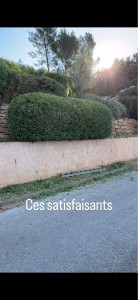 Photo de galerie - Taille en boule 