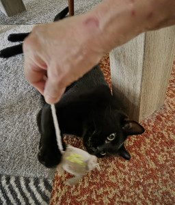 Photo de galerie - On joue avec la souris avec Titi