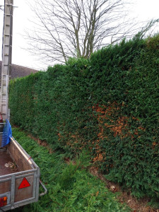 Photo de galerie - Taille de haie