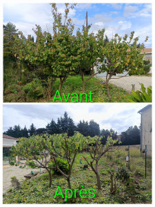 Photo de galerie - Coupe d'arbres fruitiers .