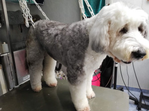 Photo de galerie - Bobtail  coupe courte ciseaux ( nécessaire pour traitement ) 