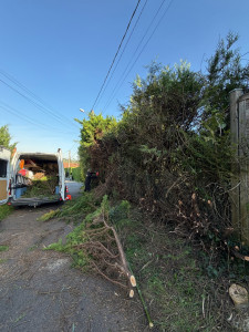 Photo de galerie - Abattage