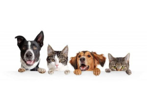 Photo de galerie - Garde animaux