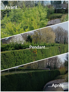 Photo de galerie - Taille et rabattage sur 80 mètres linéaires avec enlèvement. 
