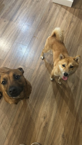 Photo de galerie - Tarzan et Pablo, en vacances chez nous pendant une semaine 