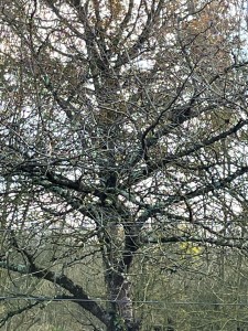 Photo de galerie - Entretien de jardin et abattage d’arbres 