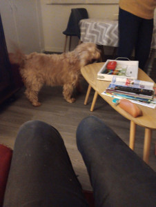 Photo de galerie - Garde animaux