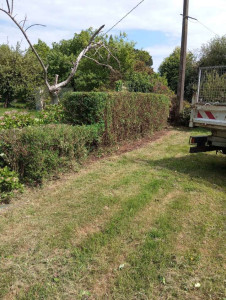 Photo de galerie - Après taille de haie 