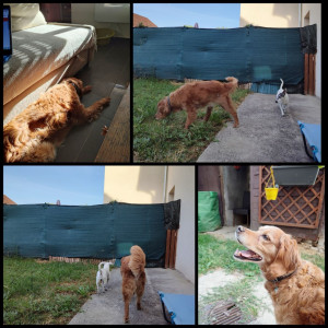 Photo de galerie - Garde chien, chat, rongeurs et chevaux chez vous selon leur rythme et vos besoins